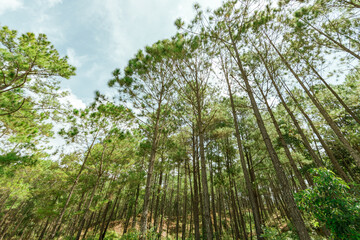 Pine forest
