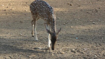 deer in the wild