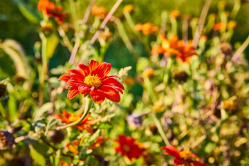 Vibrant Red Mexican Sunflower in Bloom with Blurred Garden Background