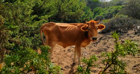Red cow in the forest. El Tarf. Algeria