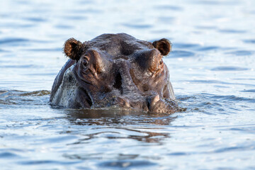 Fototapeta premium Hippopotamus in the Chobe River on the border between Botswana and Namibia. An aggressive hippo shows dominant behaviour. 