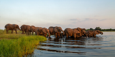 Elephant herd at sunset. After a day of eating on islands in the Chobe River, the elephants cross...
