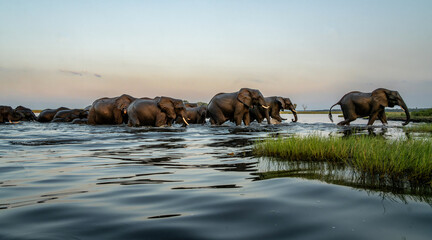 Elephant herd at sunset. After a day of eating on islands in the Chobe River, the elephants cross the water again to spend the night in the forests of the Chobe National Park in Botswana.