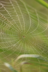 spider on web