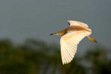 Squacco Heron (Ardeola ralloides) flying around for fishing in a water lily field in the early morning with warm light in the Chobe river between Botswana and Namibia