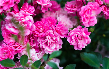 Floral background of beautiful pink roses. Natural wallpaper. Close-up.