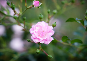 Beautiful pink rose rose with buds in the garden. Floral background. Close-up. Selective focus.