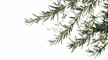 Close-up of green rosemary branches on white background, highlighting texture and freshness. Perfect for culinary and botanical themes.