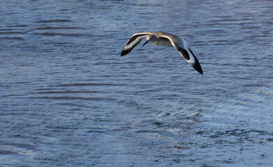 Bold, distinctive wing markings of willet in flight highlight this large sandpiper in coastal California