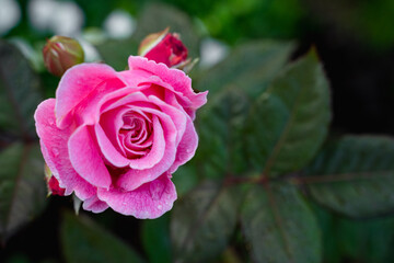 beautiful classic pink raspberry rose flower with closed buds and green leaves