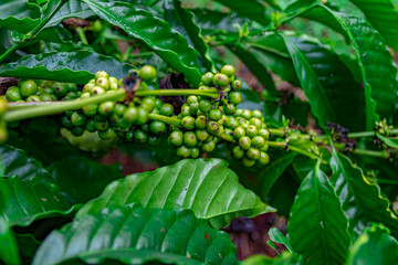 Raw robusta coffee beans on coffee tree plantation, Dak Lak, Vietnam.