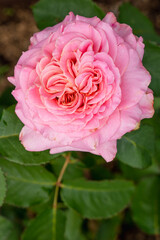 pink chic expensive luxurious peony rose with two centers grows in nature on a green background of leaves
