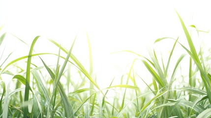 Naklejka premium Close-up of vibrant green grass blades with a bright, refreshing white background, perfect for nature, gardening, and outdoor themes.