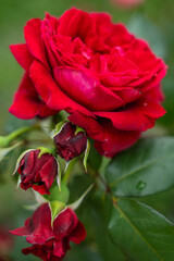 beautiful, rich, expensive, gorgeous scarlet red lush rose with green leaves, beautiful flower