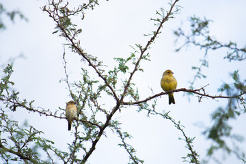 Aves amarillas