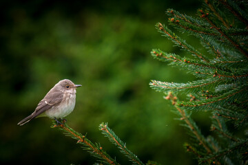 spotted flycatcher , muscicapa striata, perched on a spruce at a autumn day