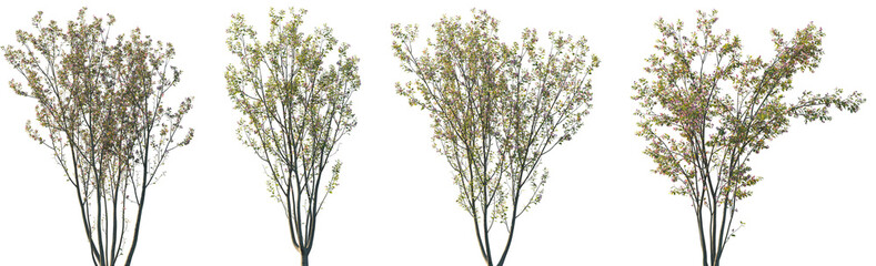 Set of Malus halliana (common name Hall crabapple) blossoming trees isolated png on a transparent background perfectly cutout