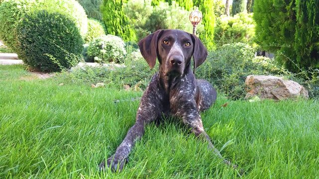 Brown shorthaired pointer with white spots lies on the green lawn in the yard