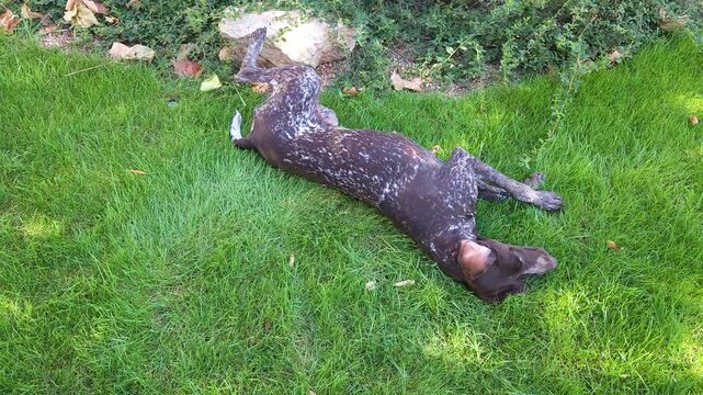 A brown shorthaired pointer with white spots is fooling around on the green lawn in the yard