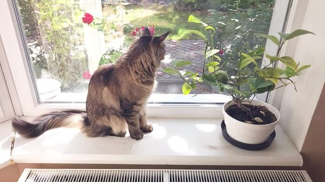 Maine Coon on a sunny windowsill against the background of a pot of lemon and blooming roses in the garden