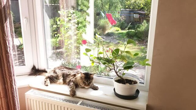 Maine Coon on a sunny windowsill against the background of a pot of lemon and blooming roses in the garden