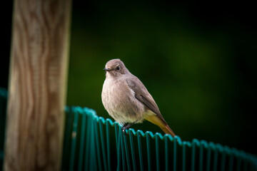 a redstart female perched on a fence