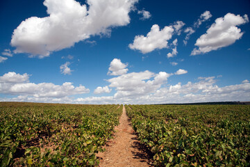 Obraz premium Vineyard Landscape in Carrion De Los Cespedes, Seville Under a Bright Sky