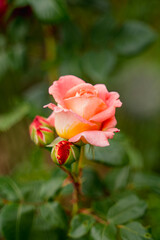 an orange peach graceful delicate rose with young buds and green leaves on a green background grows in nature on a flowerbed