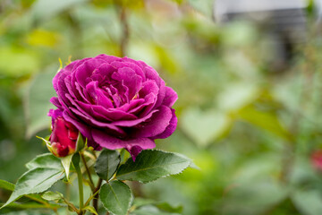 Fototapeta premium beautiful, rich, expensive, chic purple lush rose with green leaves