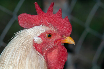 close up of a rooster