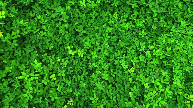 green grass background, seamless loopable pattern
