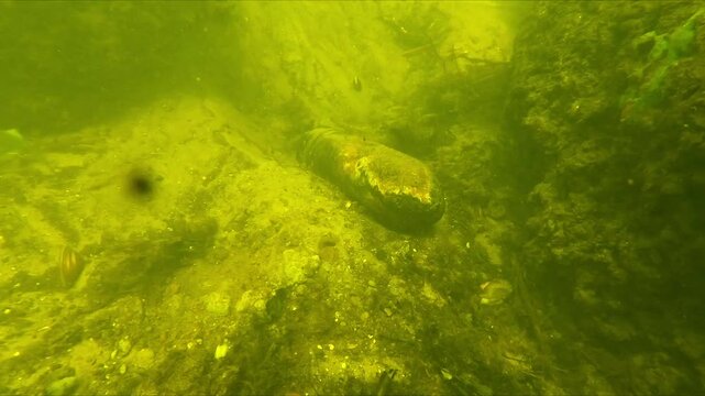 Grenade in the Tollense River - Underwater footage shows the discovery of an ancient shell in a river, discovered during an archaeological dig. It's defused.