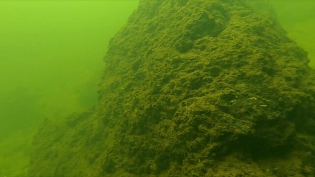 Grenade in the Tollense River - Underwater footage shows the discovery of an ancient shell in a river, discovered during an archaeological dig. It's defused.