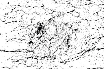 Trace of tree wood texture bark. Black white wooden background surface with natural pattern. Vector plank wood texture.