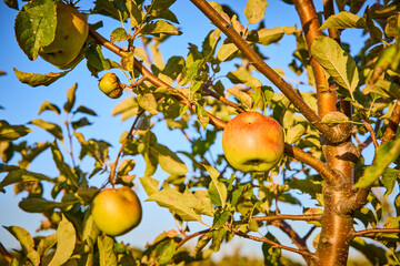 Ripe Apples in Orchard with Warm Sunlight Eye Level Perspective