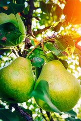 Three green pears with leafs on the branch. Vertical photo.