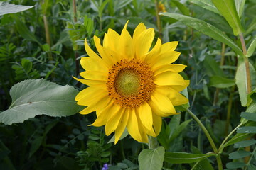 The beauty of sunflowers in a field with butterfly