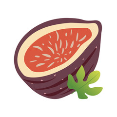 Fig with green tropical leaf in cut isolated on white background. Vector.