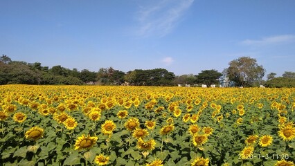 Fototapeta premium field of sunflowers