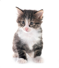 young Kurilian Bobtail in studio