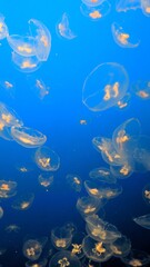 Fototapeta premium Jellyfish