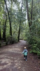 Redwood Running