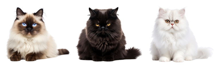 cat png cut out element set