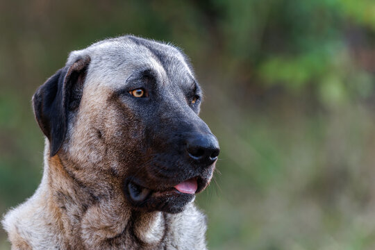  Beautiful close-up portrait of a youn Beautiful close-up portrait of a young Kangal dogg Kangal dog