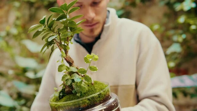 Making diy terrarium with moss, succulents, bonsai at home