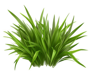 Fototapeta premium Green grass Isolated on Transparent Background