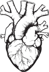 human heart sketch