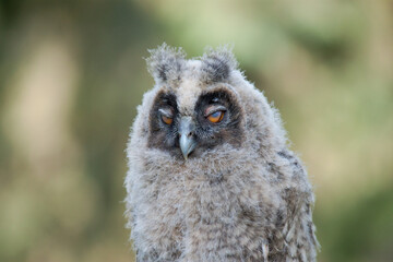 great grey owl