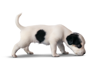 Fox Terrier Puppy on transparent Background