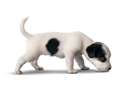 Fox Terrier Puppy on transparent Background